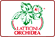 LATTICINI ORCHIDEA